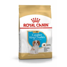 Karma Royal Canin Cavalier King Charles Spaniel Puppy Szczeniak/Junior Ptaki 1,5 Kg