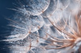 Fototapeta Beautiful Dandelion Close-Up With Dew Or Water Drops. Gentle Abstract Natural Background. Selective Focus.